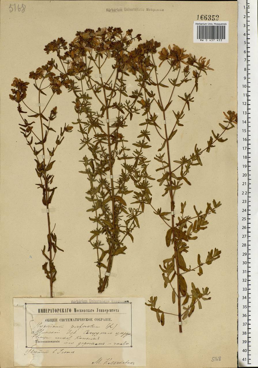 Hypericum perforatum L., Eastern Europe, Belarus (E3a) (Belarus)