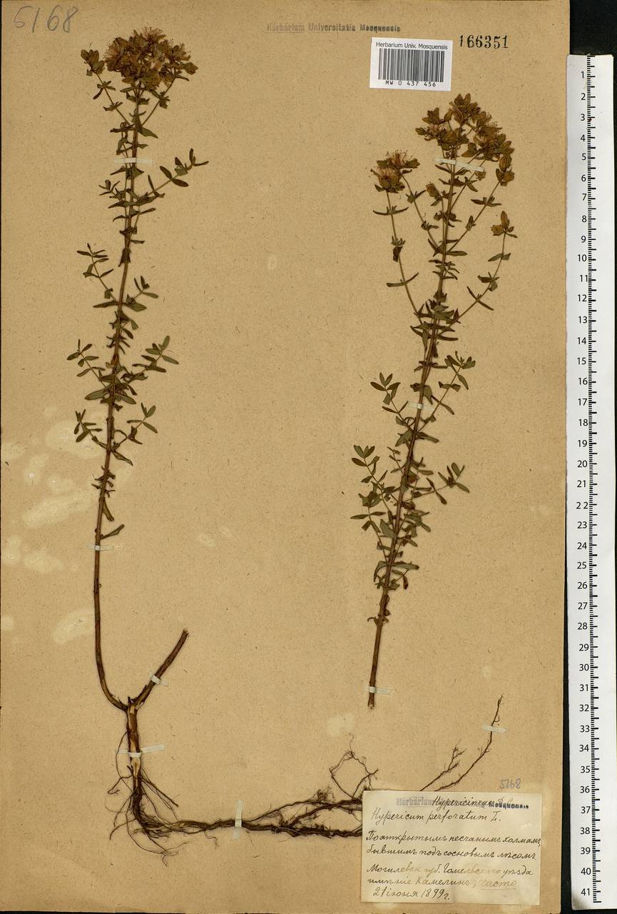 Hypericum perforatum, Eastern Europe, Belarus (E3a) (Belarus)