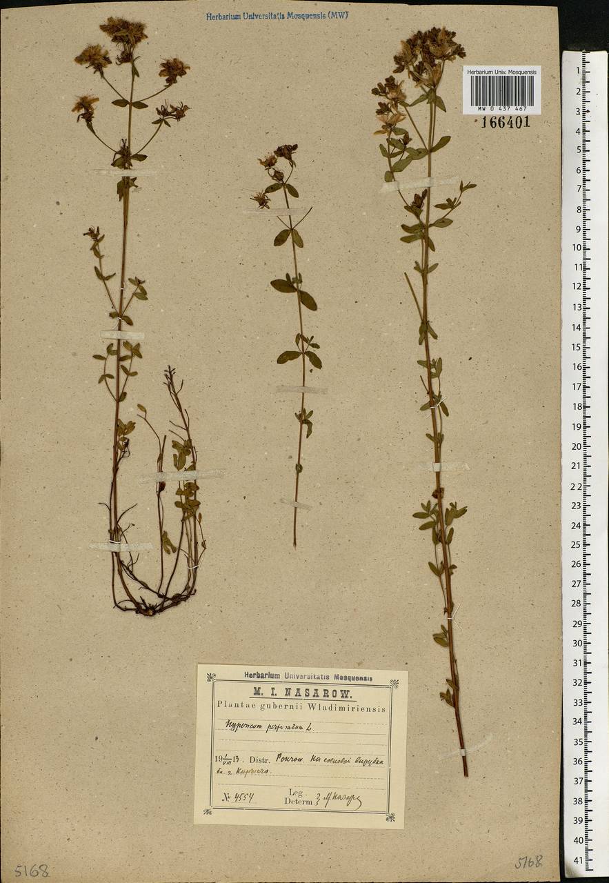 Hypericum perforatum L., Eastern Europe, Central region (E4) (Russia)