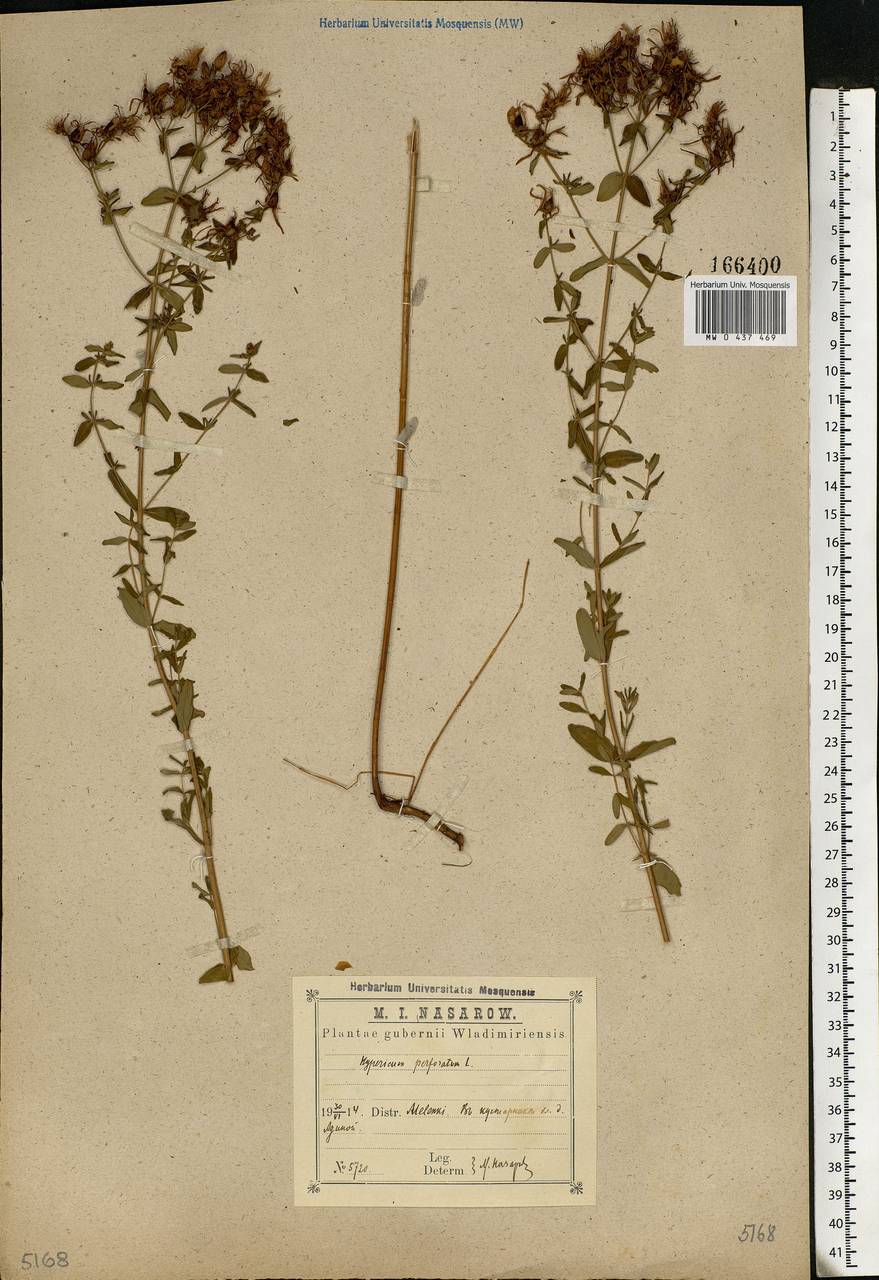 Hypericum perforatum, Eastern Europe, Central region (E4) (Russia)