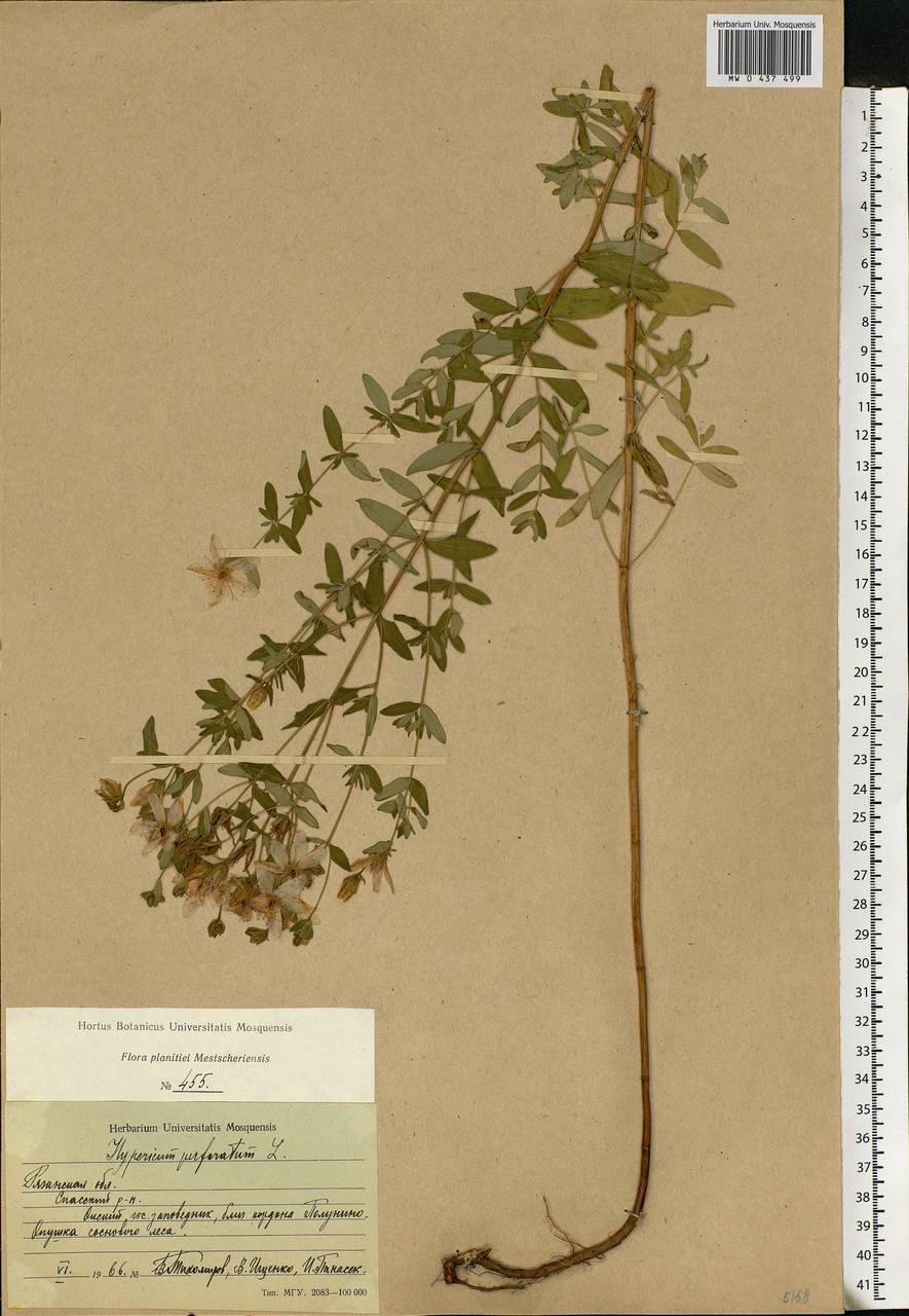 Hypericum perforatum, Eastern Europe, Central region (E4) (Russia)