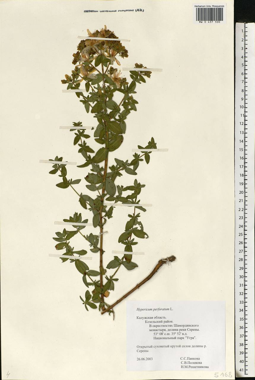 Hypericum perforatum, Eastern Europe, Central region (E4) (Russia)