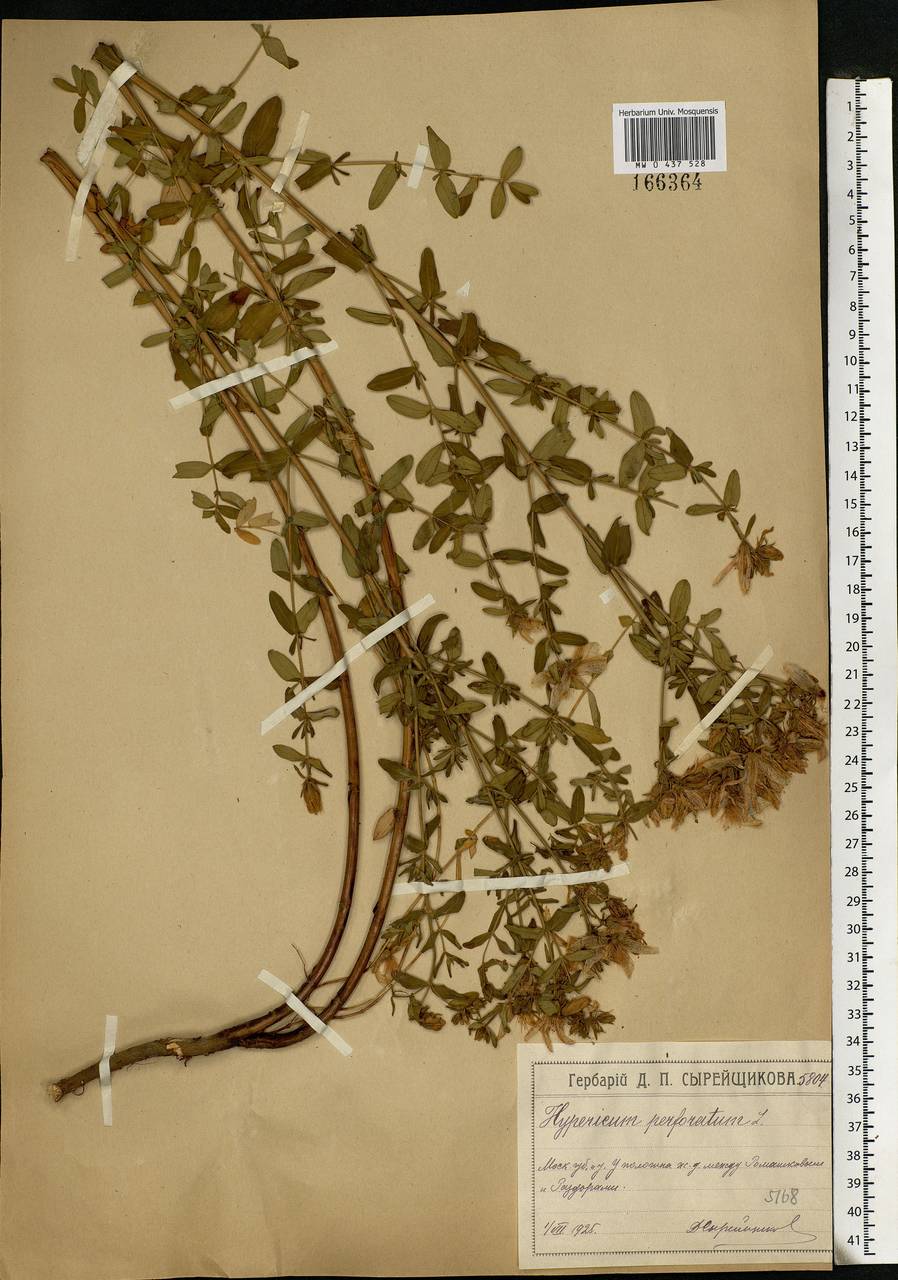Hypericum perforatum, Eastern Europe, Moscow region (E4a) (Russia)