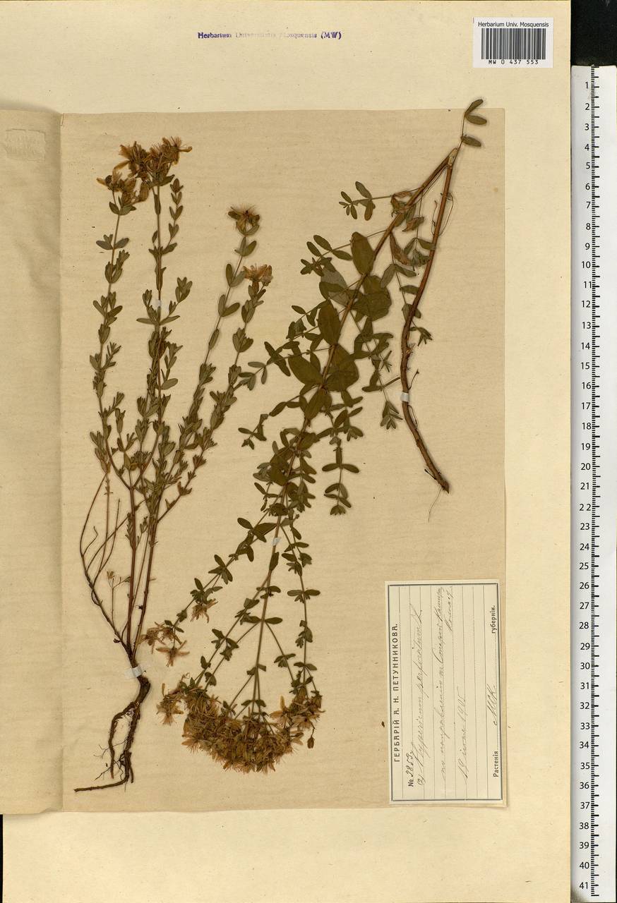 Hypericum perforatum, Eastern Europe, Moscow region (E4a) (Russia)