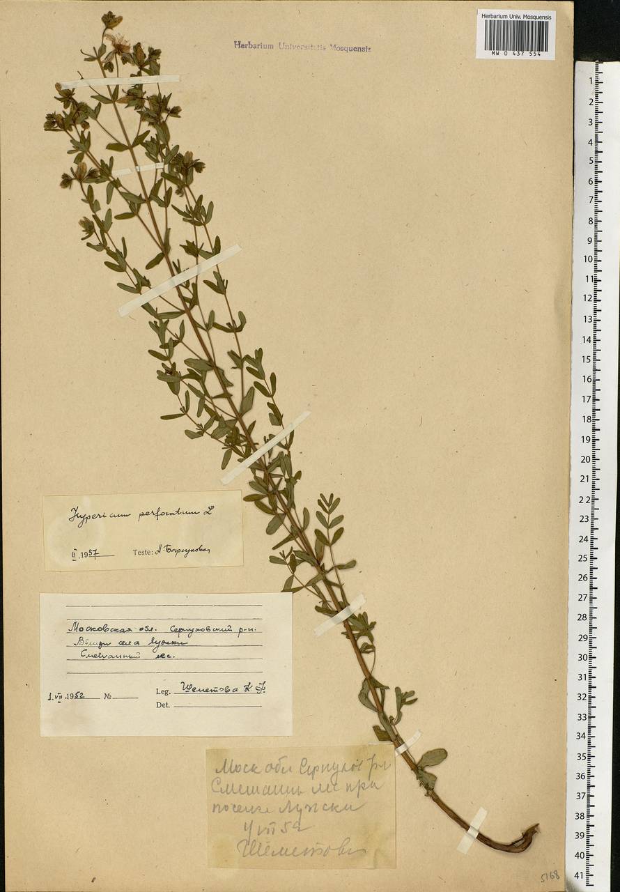 Hypericum perforatum L., Eastern Europe, Moscow region (E4a) (Russia)