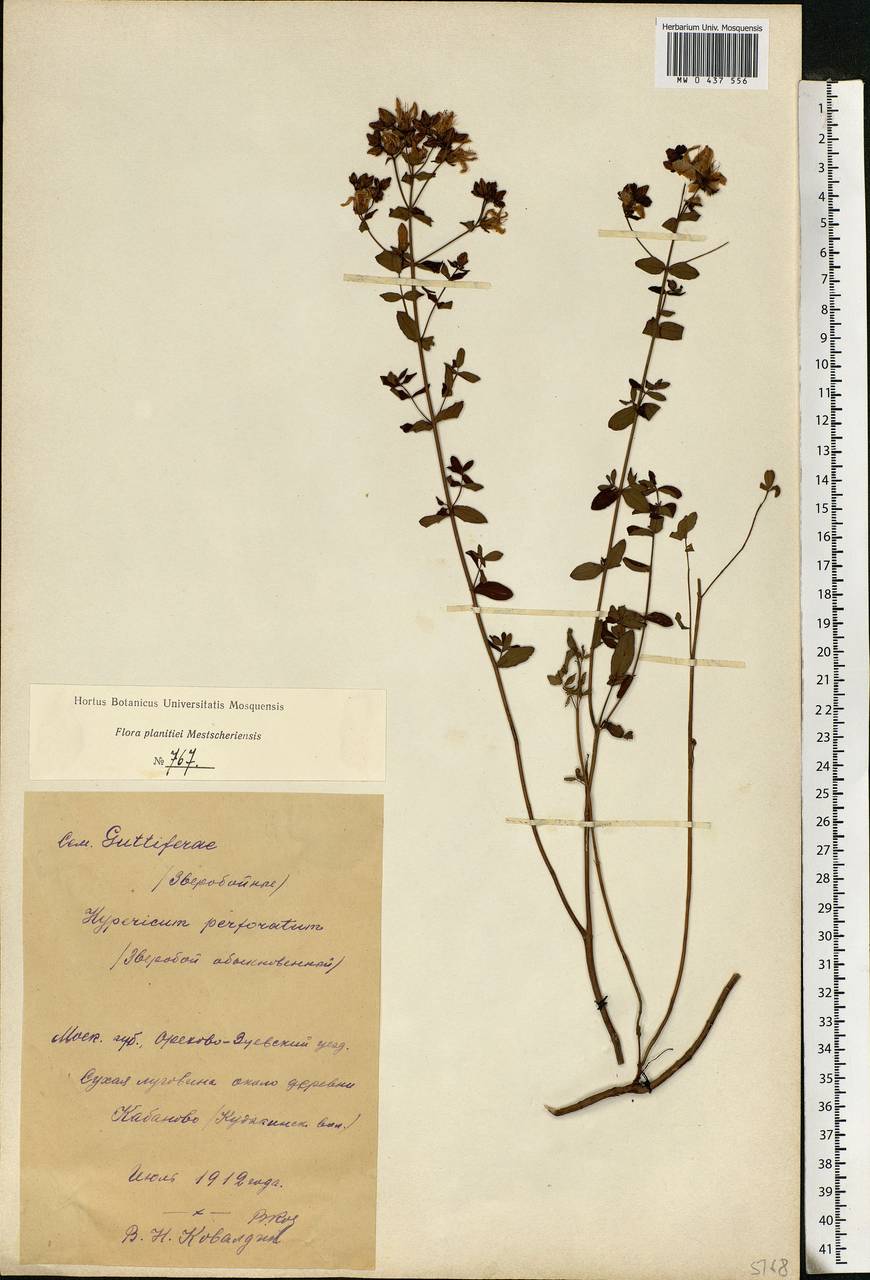 Hypericum perforatum, Eastern Europe, Moscow region (E4a) (Russia)