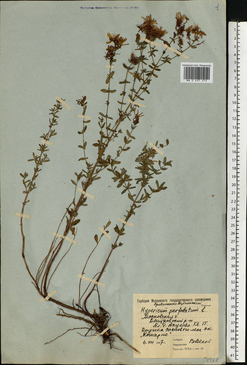 Hypericum perforatum, Eastern Europe, Moscow region (E4a) (Russia)