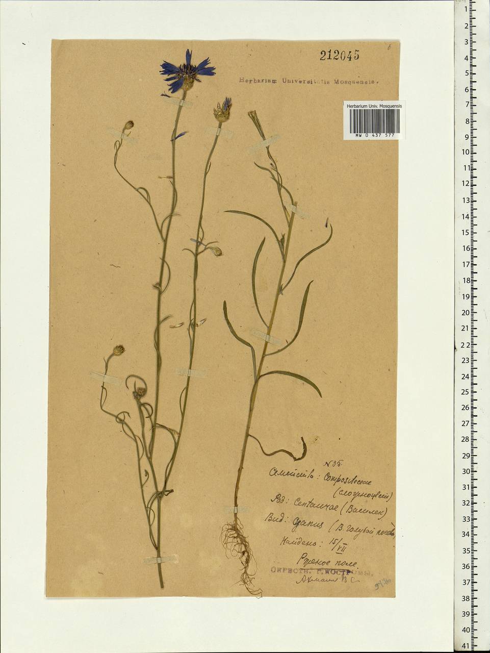 Centaurea cyanus L., Eastern Europe, Central forest region (E5) (Russia)