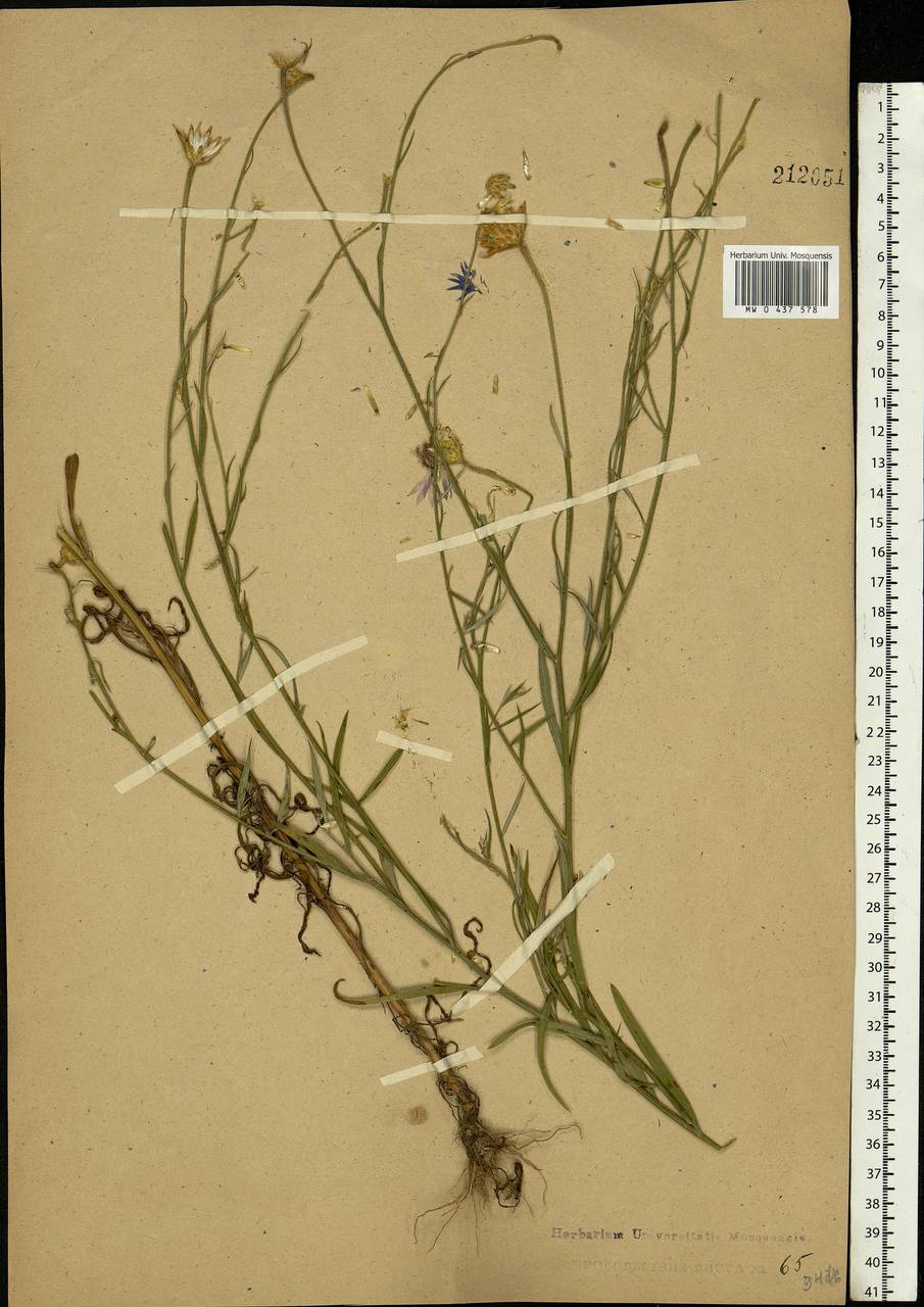 Centaurea cyanus L., Eastern Europe, Central forest region (E5) (Russia)