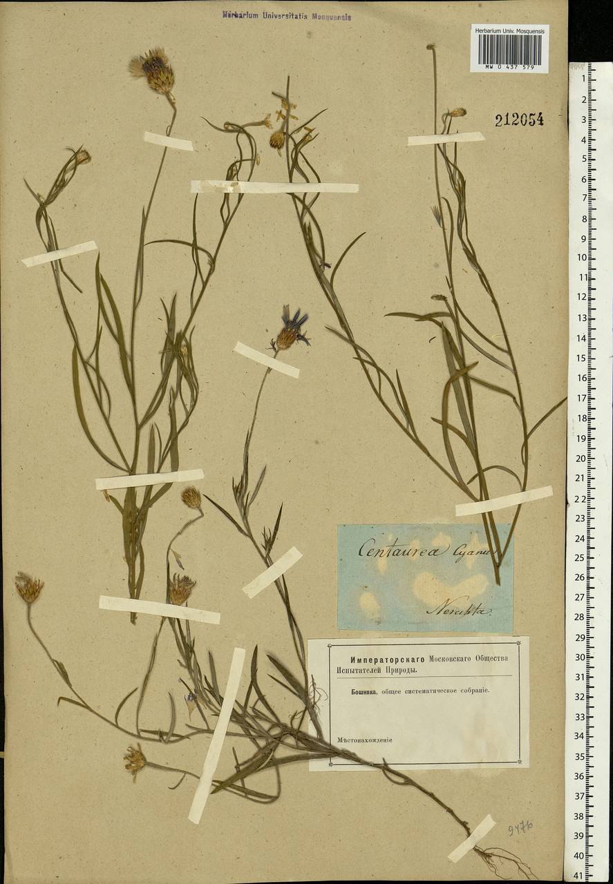 Centaurea cyanus L., Eastern Europe, Central forest region (E5) (Russia)