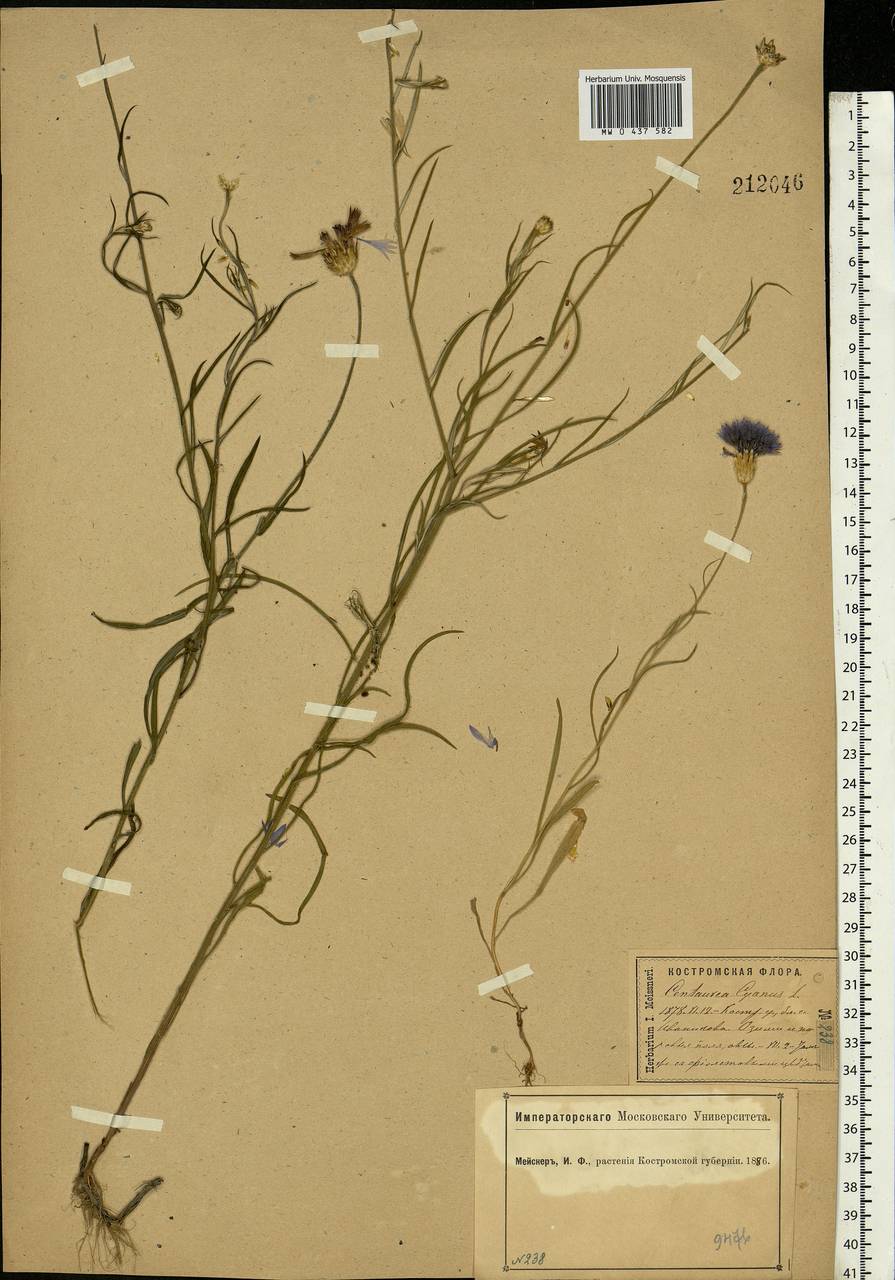 Centaurea cyanus L., Eastern Europe, Central forest region (E5) (Russia)