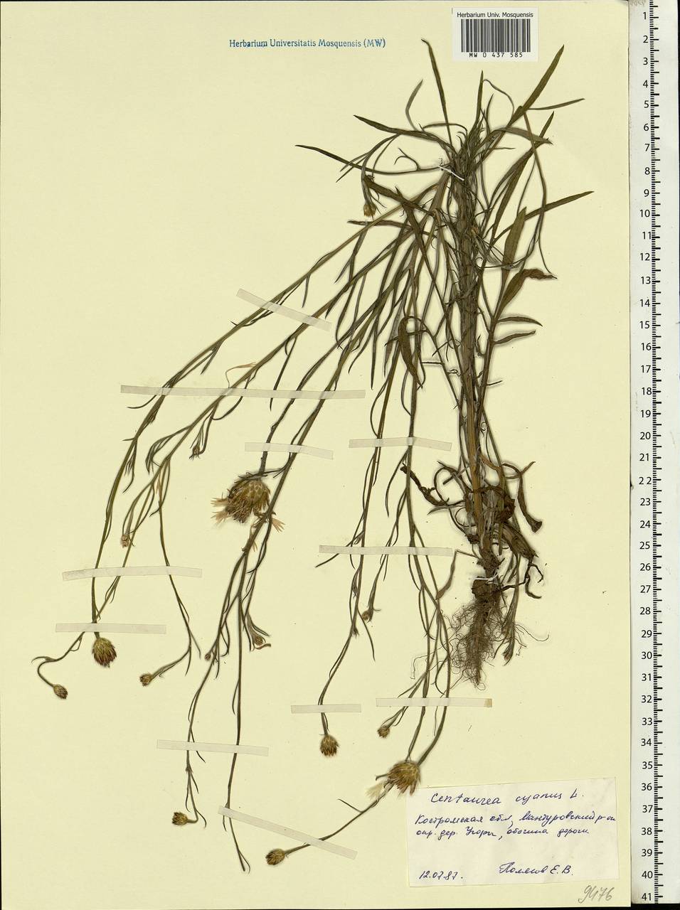 Centaurea cyanus L., Eastern Europe, Central forest region (E5) (Russia)