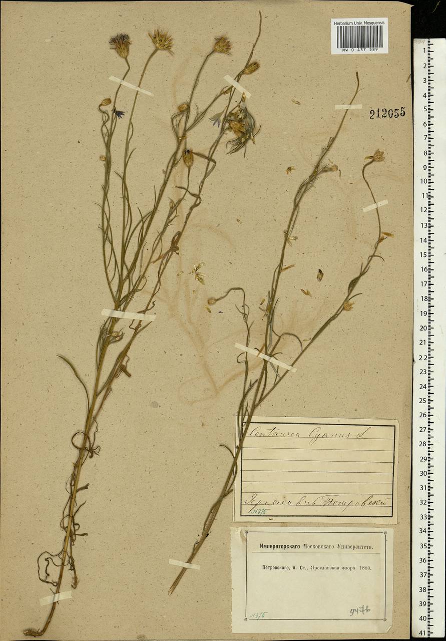 Centaurea cyanus L., Eastern Europe, Central forest region (E5) (Russia)