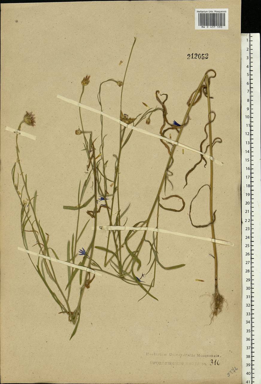 Centaurea cyanus L., Eastern Europe, Central forest region (E5) (Russia)