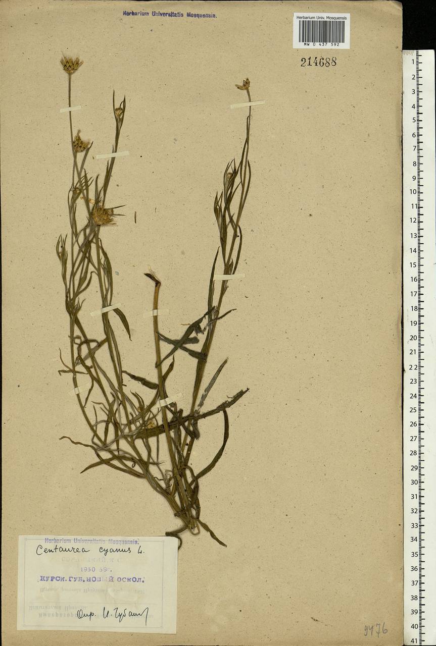Centaurea cyanus L., Eastern Europe, Central forest-and-steppe region (E6) (Russia)