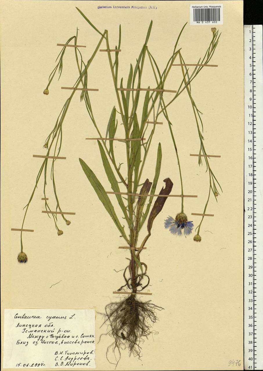 Centaurea cyanus L., Eastern Europe, Central forest-and-steppe region (E6) (Russia)