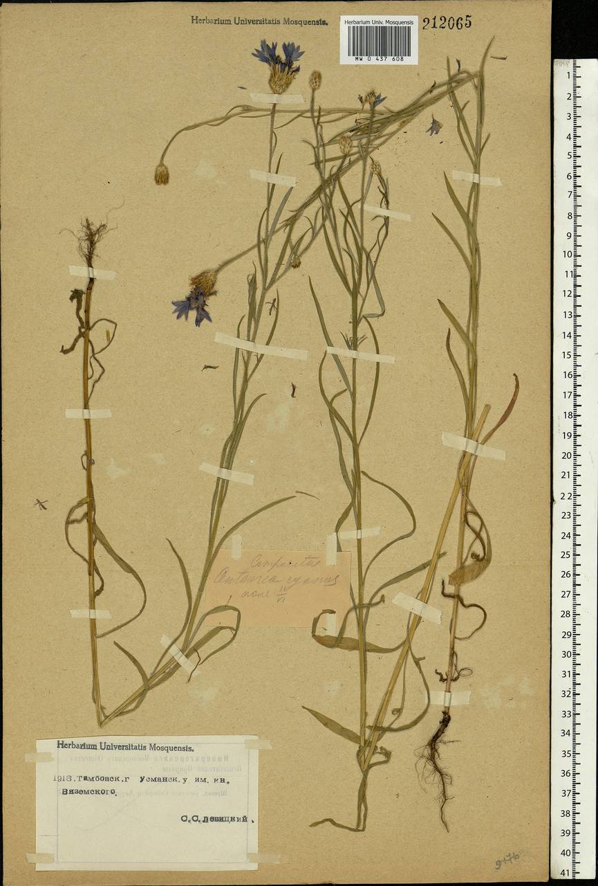 Centaurea cyanus L., Eastern Europe, Central forest-and-steppe region (E6) (Russia)