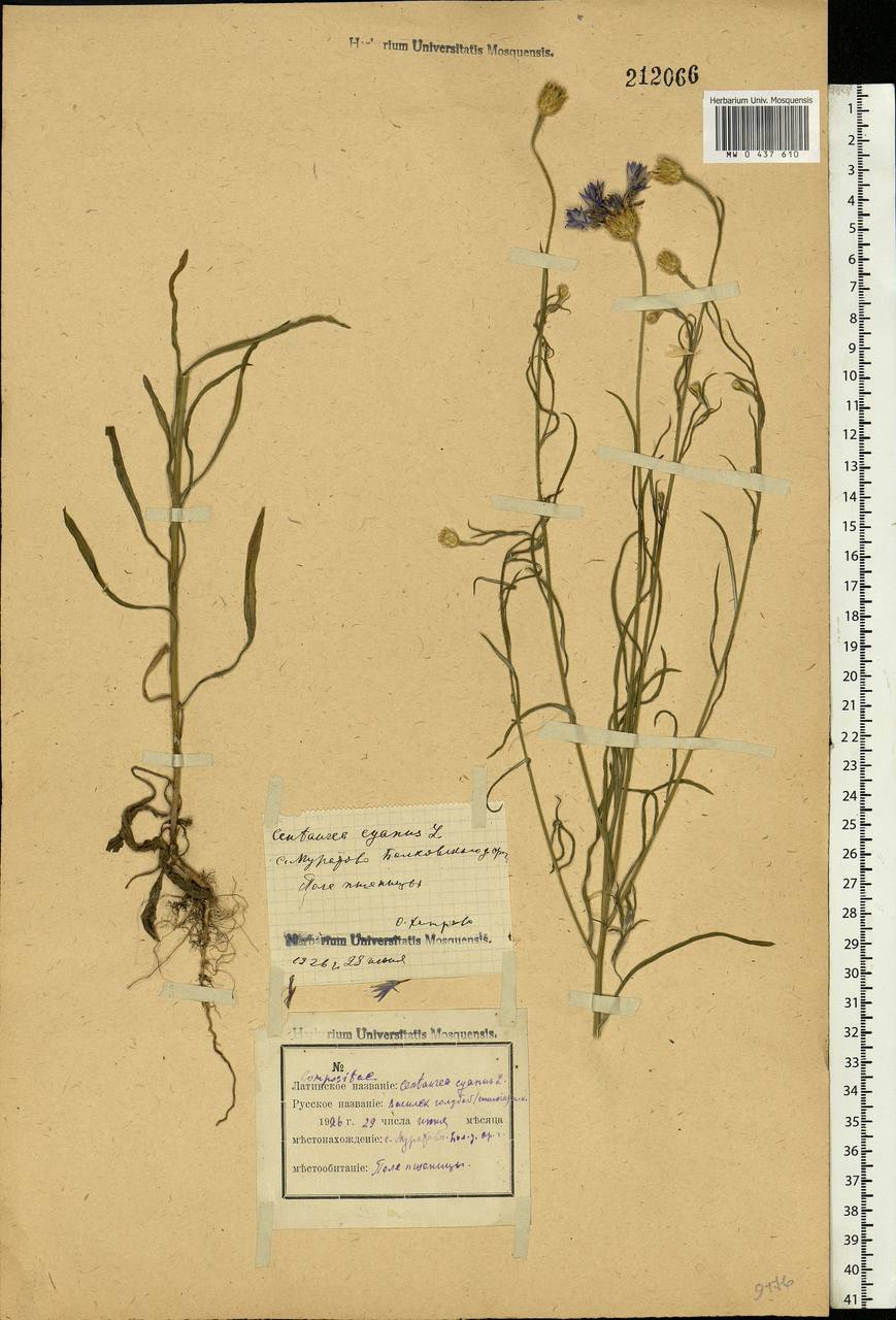 Centaurea cyanus L., Eastern Europe, Central forest-and-steppe region (E6) (Russia)