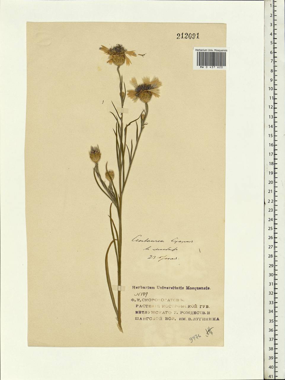 Centaurea cyanus L., Eastern Europe, Central forest region (E5) (Russia)