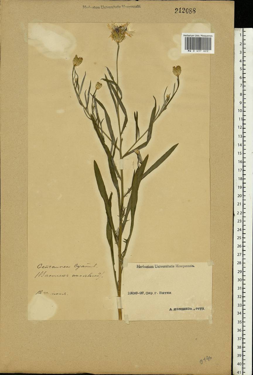 Centaurea cyanus L., Eastern Europe, Volga-Kama region (E7) (Russia)