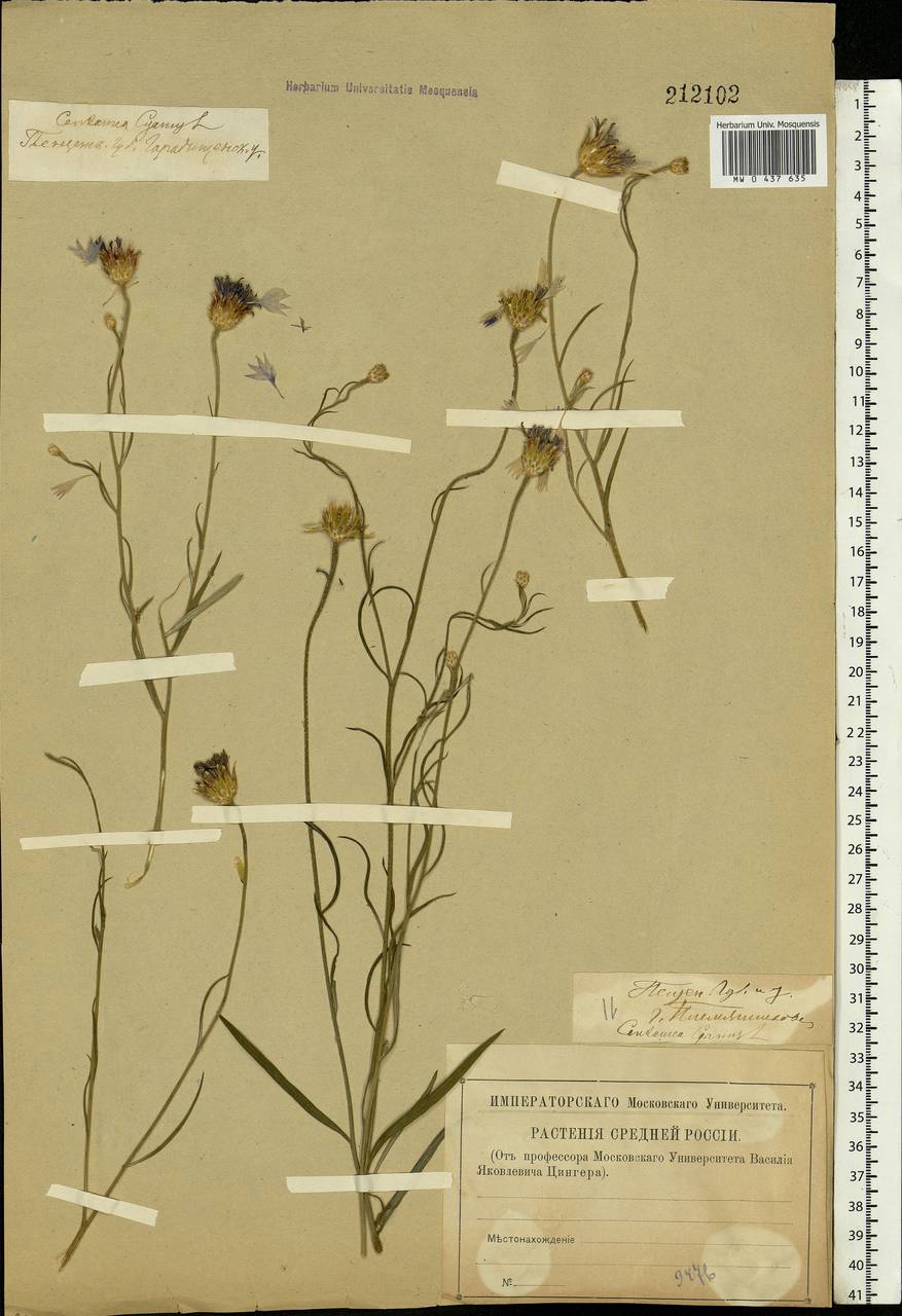 Centaurea cyanus L., Eastern Europe, Middle Volga region (E8) (Russia)