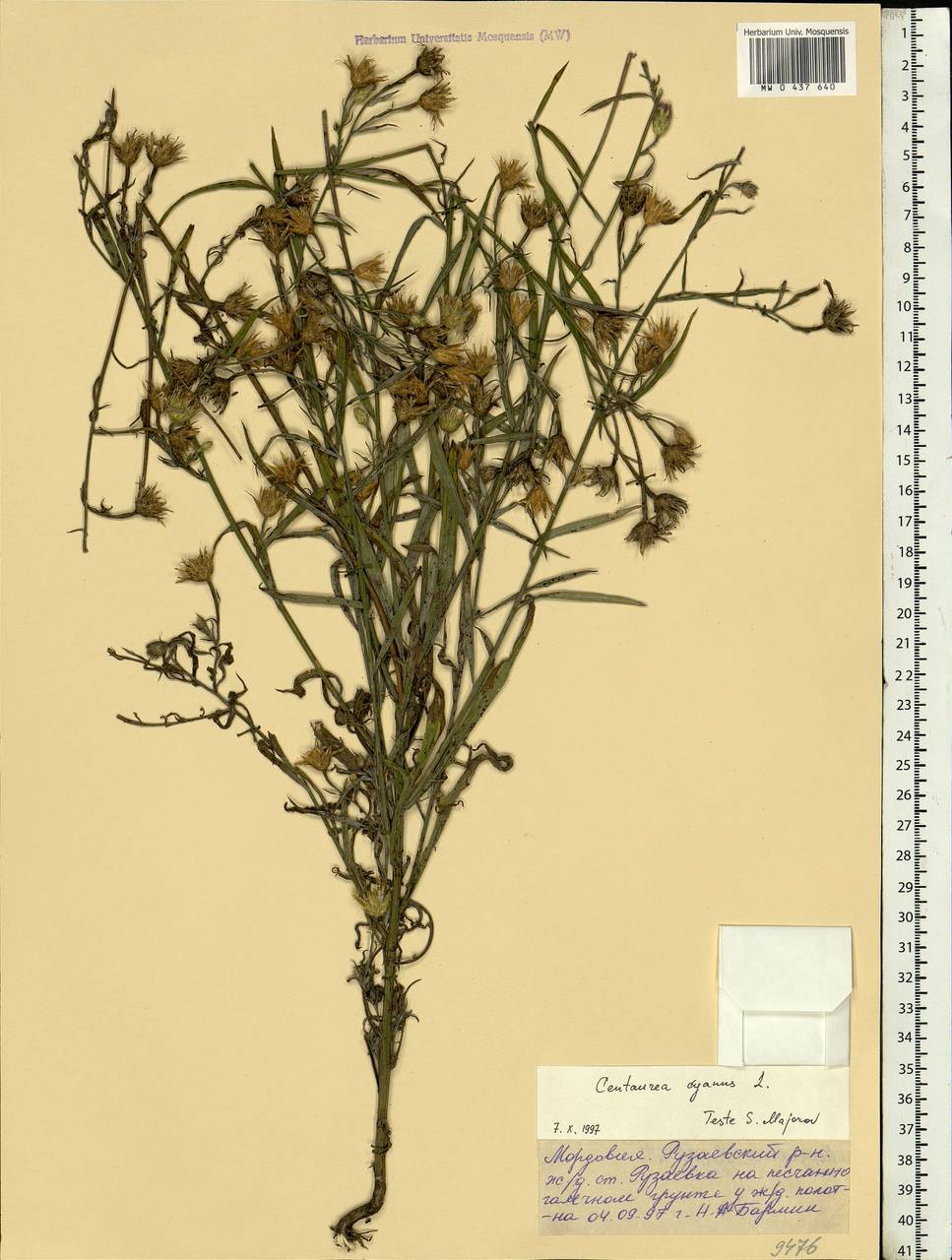 Centaurea cyanus L., Eastern Europe, Middle Volga region (E8) (Russia)