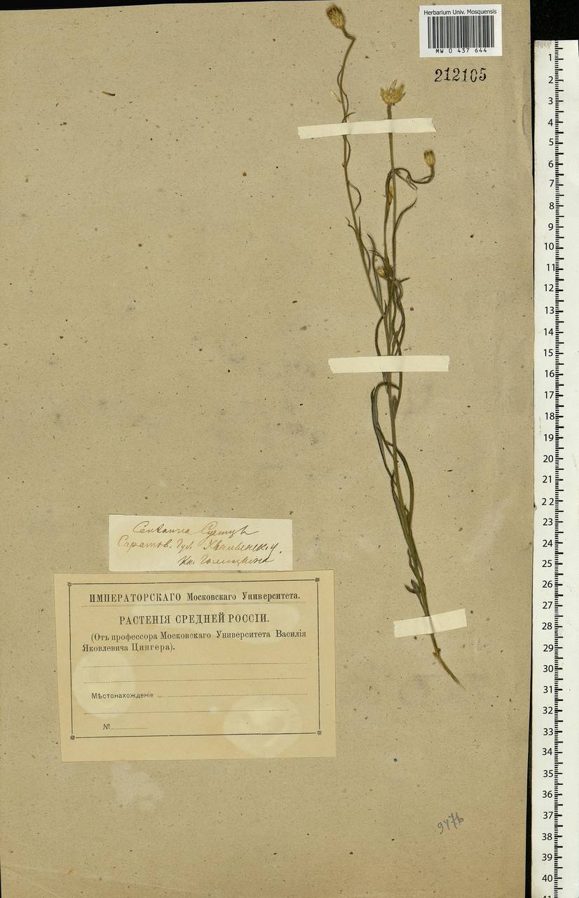 Centaurea cyanus L., Eastern Europe, Middle Volga region (E8) (Russia)