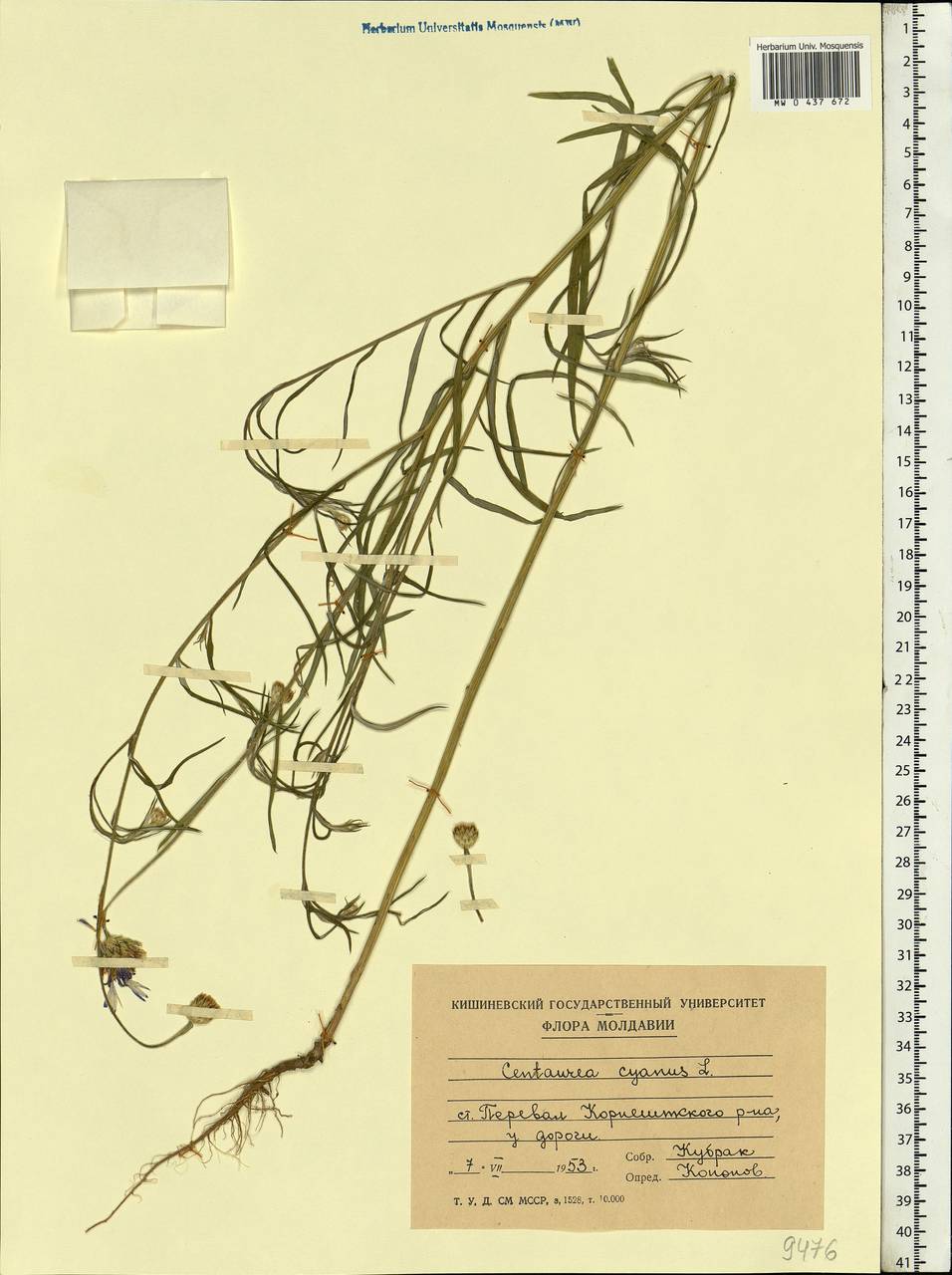 Centaurea cyanus L., Eastern Europe, Moldova (E13a) (Moldova)