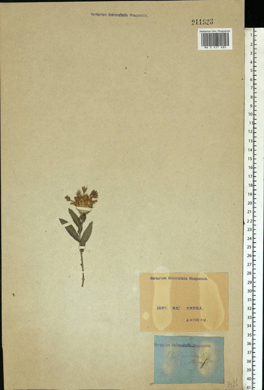 Centaurea depressa M. Bieb., Eastern Europe, North Ukrainian region (E11) (Ukraine)