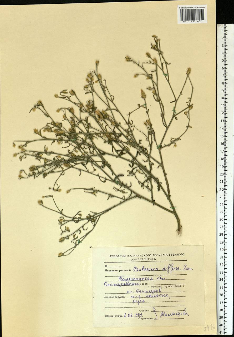 Centaurea diffusa Lam., Eastern Europe, North-Western region (E2) (Russia)