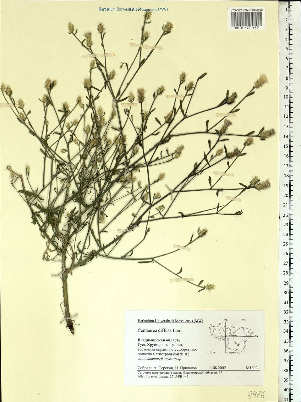 Centaurea diffusa Lam., Eastern Europe, Central region (E4) (Russia)