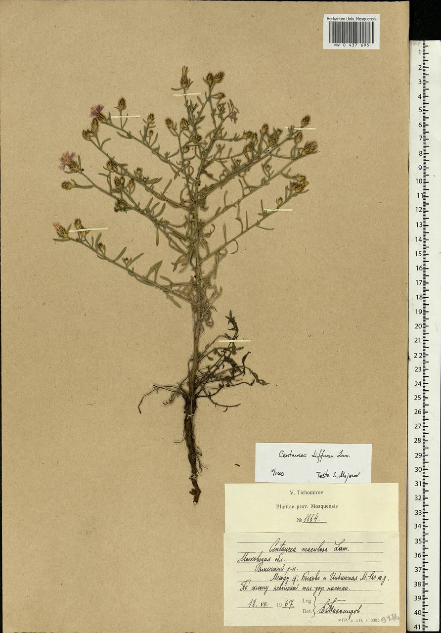 Centaurea diffusa Lam., Eastern Europe, Moscow region (E4a) (Russia)