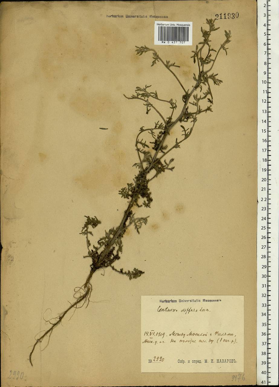 Centaurea diffusa Lam., Eastern Europe, Moscow region (E4a) (Russia)