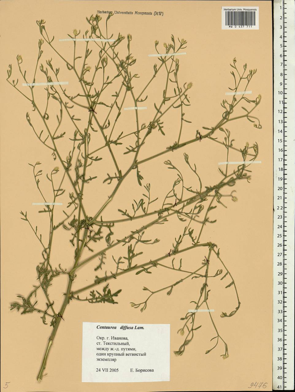 Centaurea diffusa Lam., Eastern Europe, Central forest region (E5) (Russia)