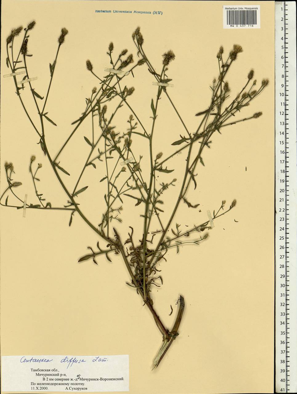 Centaurea diffusa Lam., Eastern Europe, Central forest-and-steppe region (E6) (Russia)