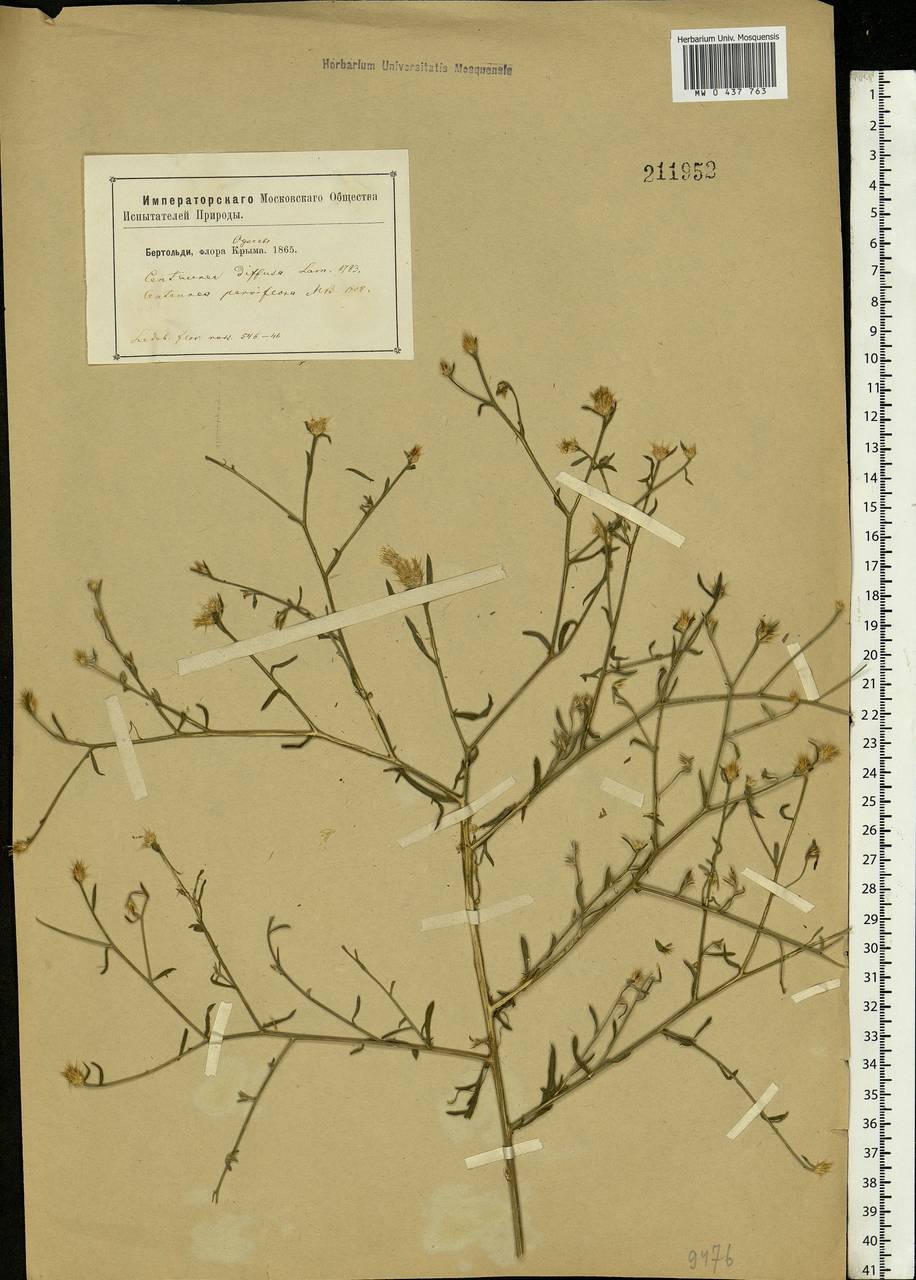 Centaurea diffusa Lam., Eastern Europe, South Ukrainian region (E12) (Ukraine)
