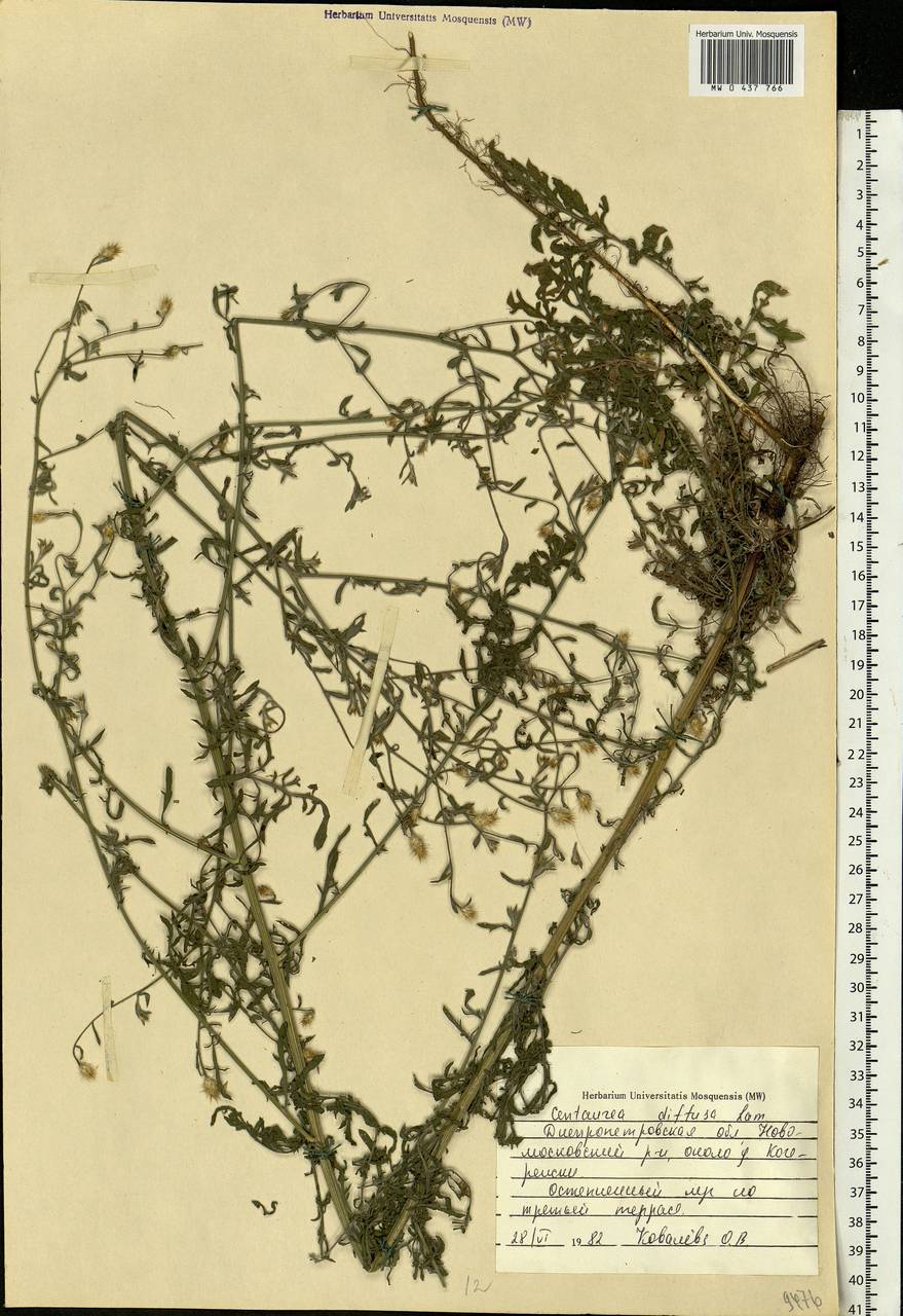 Centaurea diffusa Lam., Eastern Europe, South Ukrainian region (E12) (Ukraine)