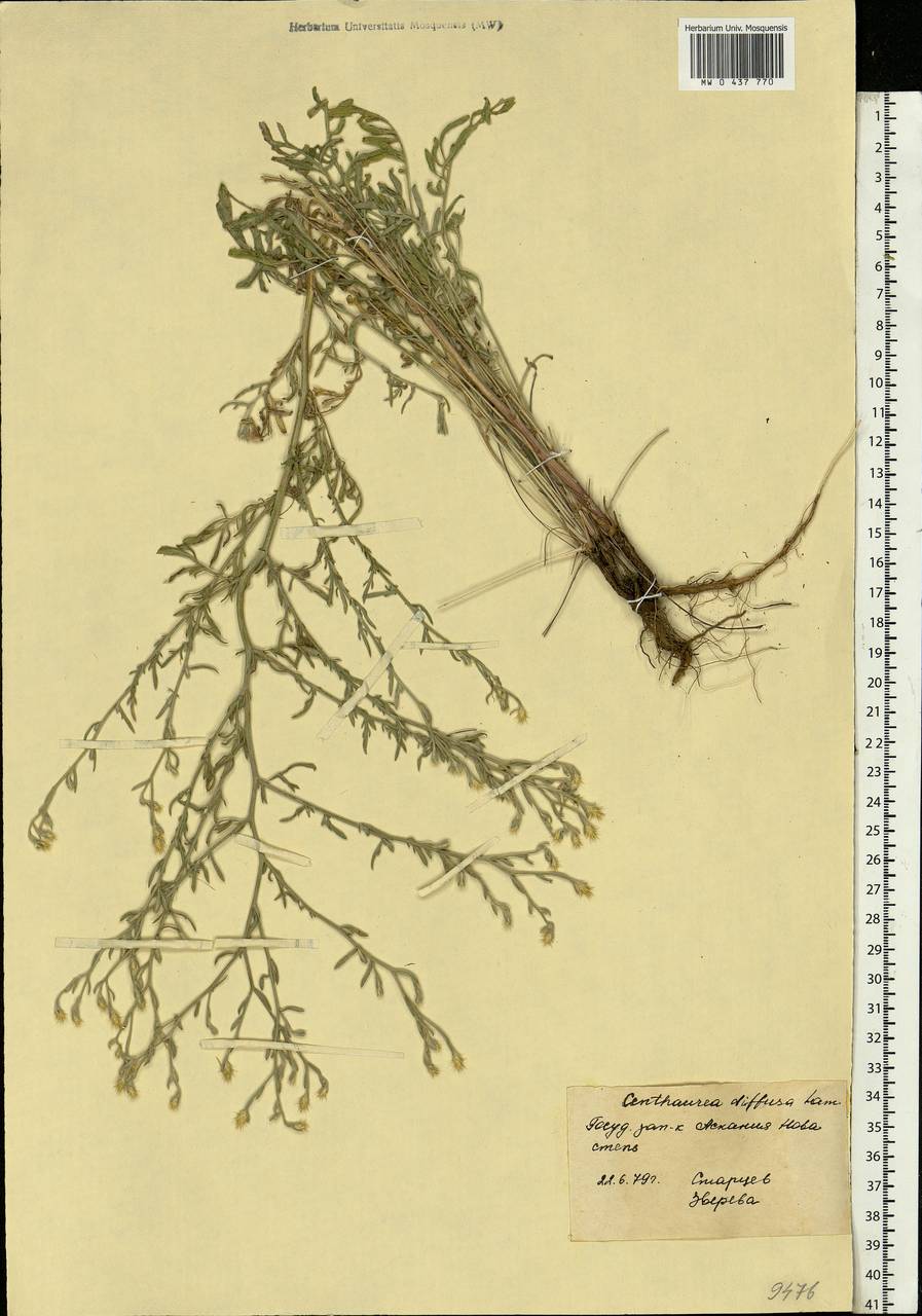 Centaurea diffusa Lam., Eastern Europe, South Ukrainian region (E12) (Ukraine)