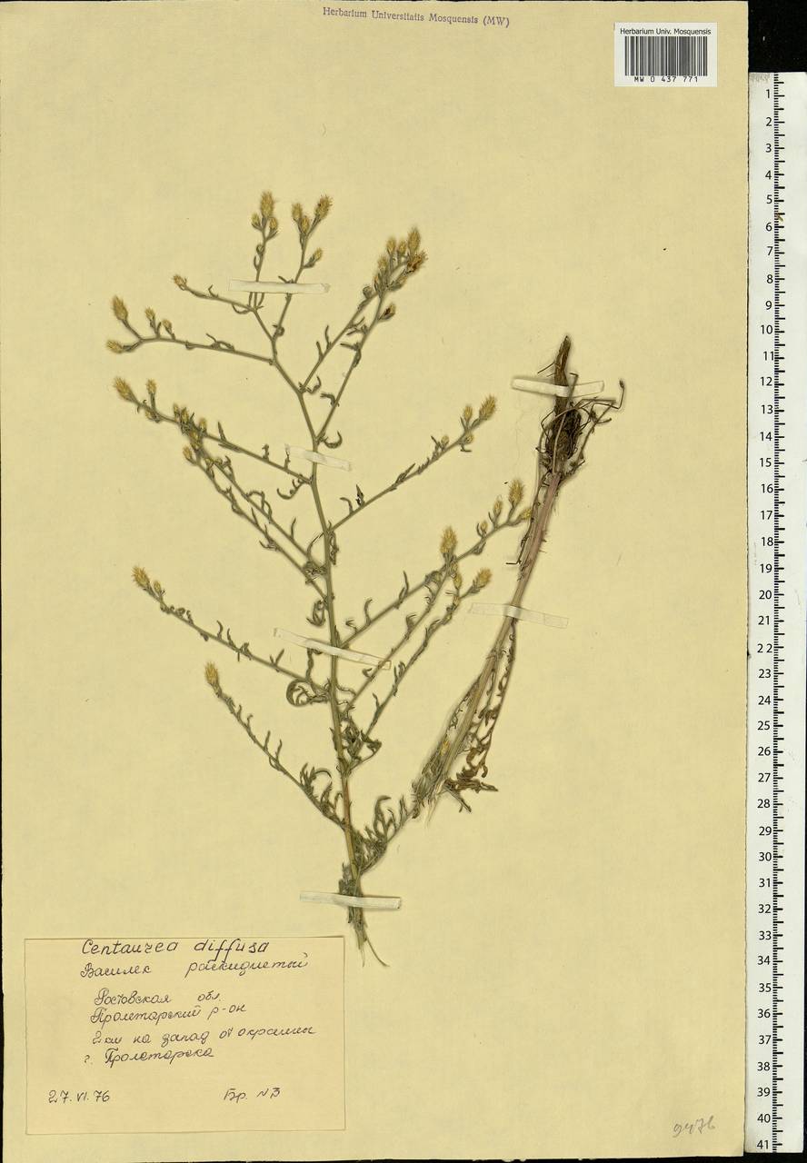 Centaurea diffusa Lam., Eastern Europe, Rostov Oblast (E12a) (Russia)