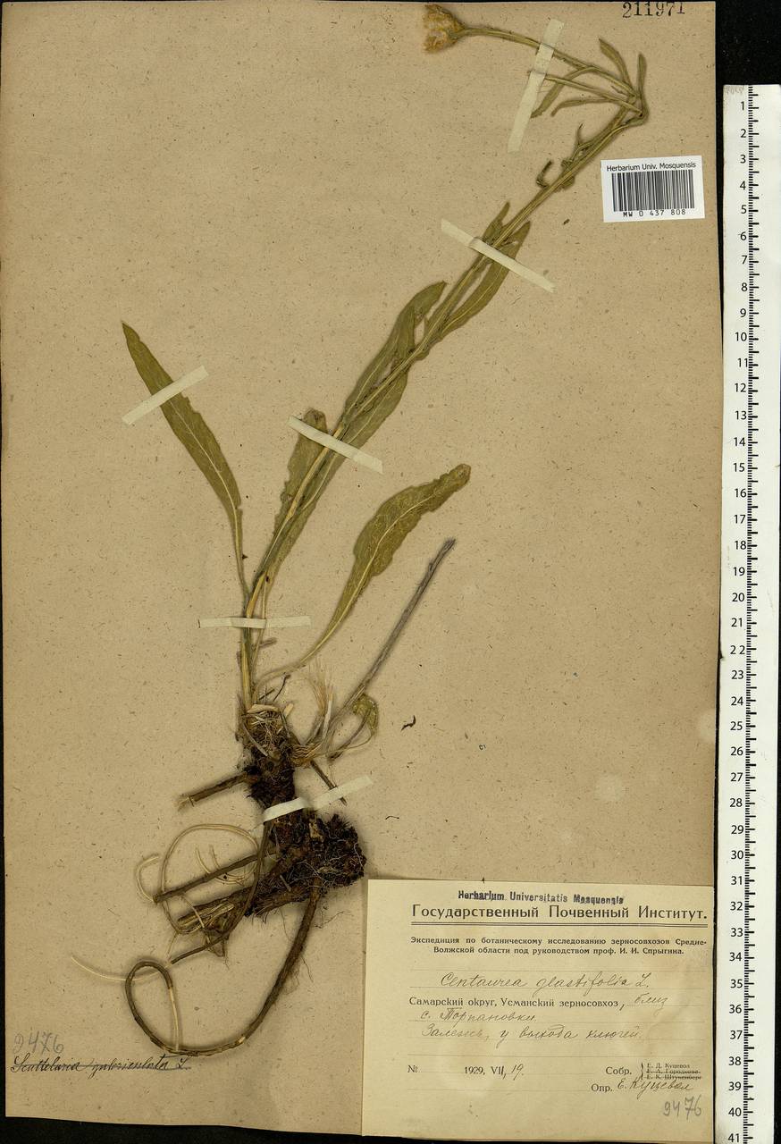 Centaurea glastifolia subsp. glastifolia, Eastern Europe, Eastern region (E10) (Russia)