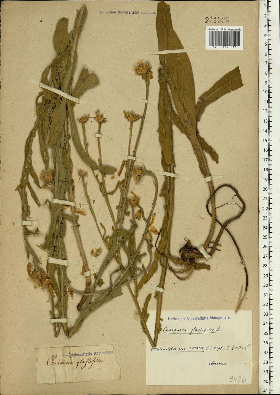 Centaurea glastifolia subsp. glastifolia, Eastern Europe, Lower Volga region (E9) (Russia)