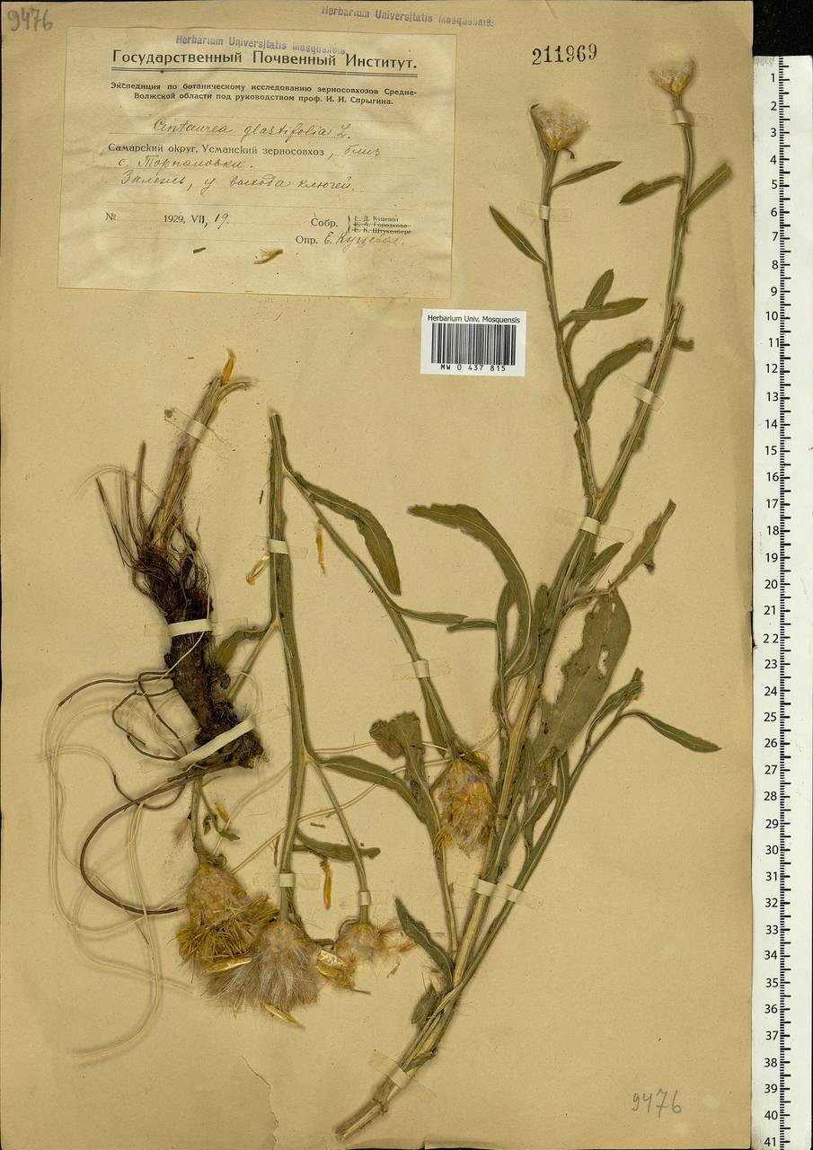 Centaurea glastifolia subsp. glastifolia, Eastern Europe, Eastern region (E10) (Russia)