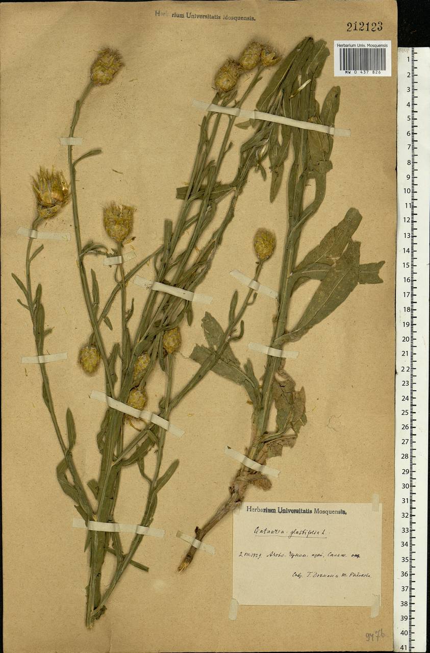 Centaurea glastifolia subsp. glastifolia, Eastern Europe, Rostov Oblast (E12a) (Russia)