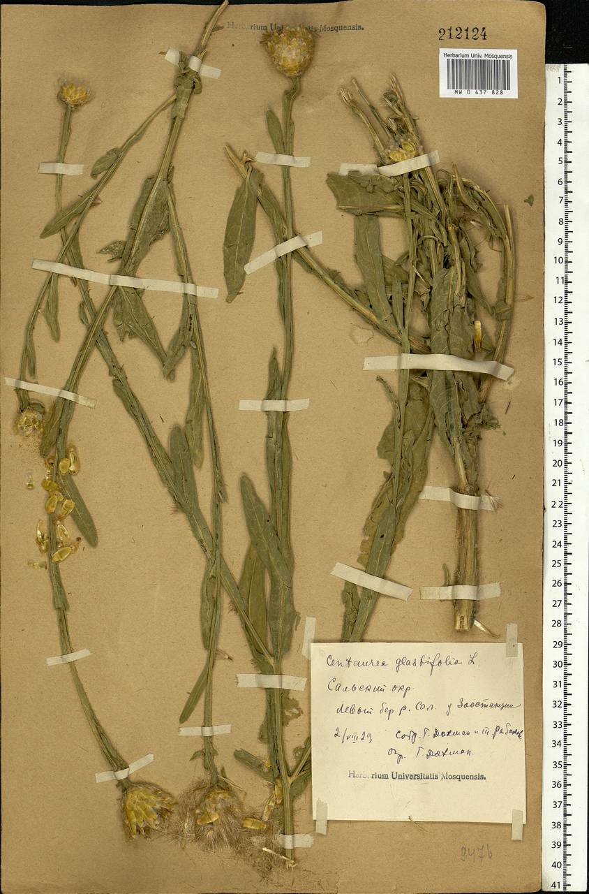 Centaurea glastifolia subsp. glastifolia, Eastern Europe, Rostov Oblast (E12a) (Russia)