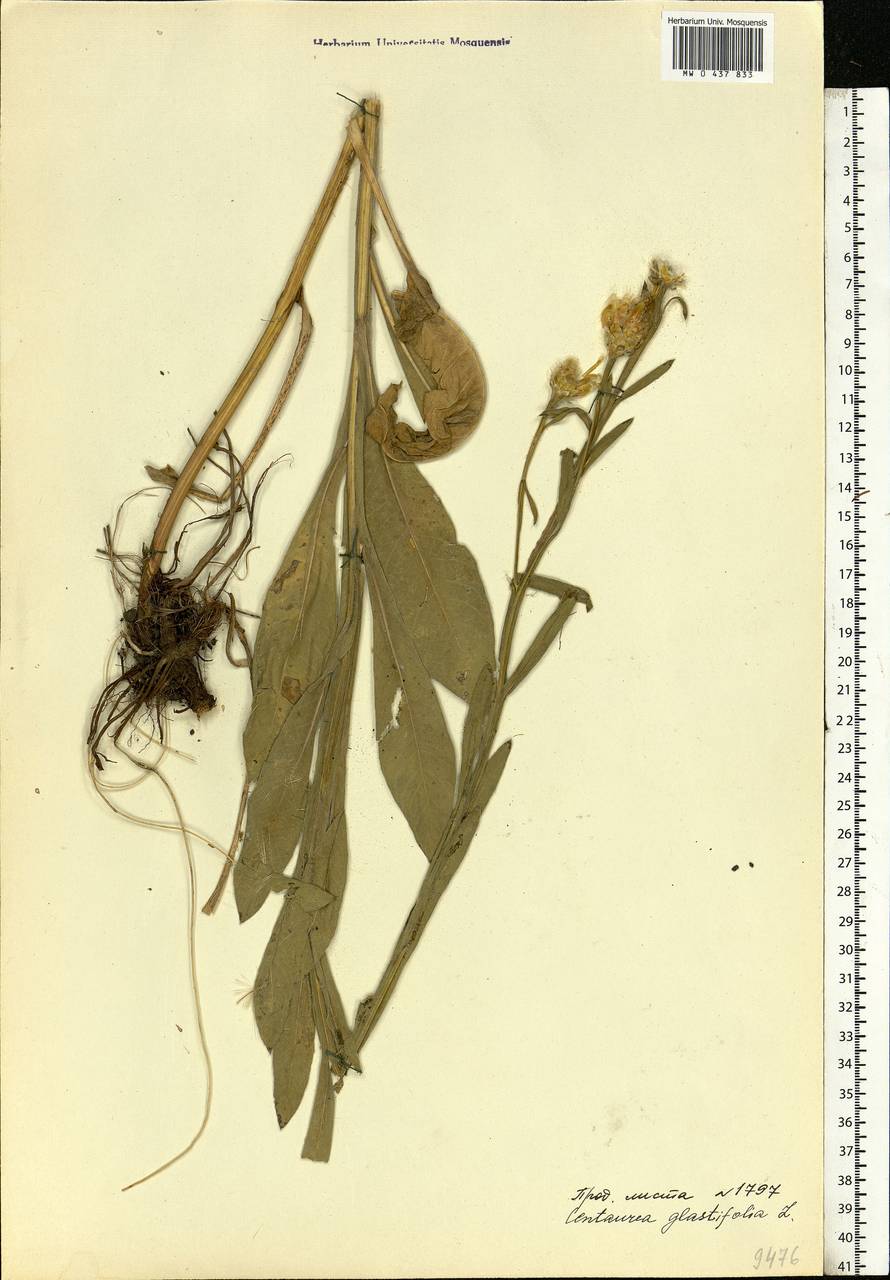 Centaurea glastifolia subsp. glastifolia, Eastern Europe, West Ukrainian region (E13) (Ukraine)