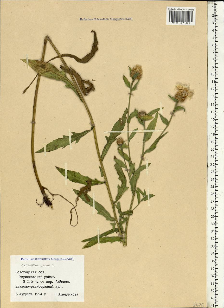 Centaurea jacea L., Eastern Europe, Northern region (E1) (Russia)