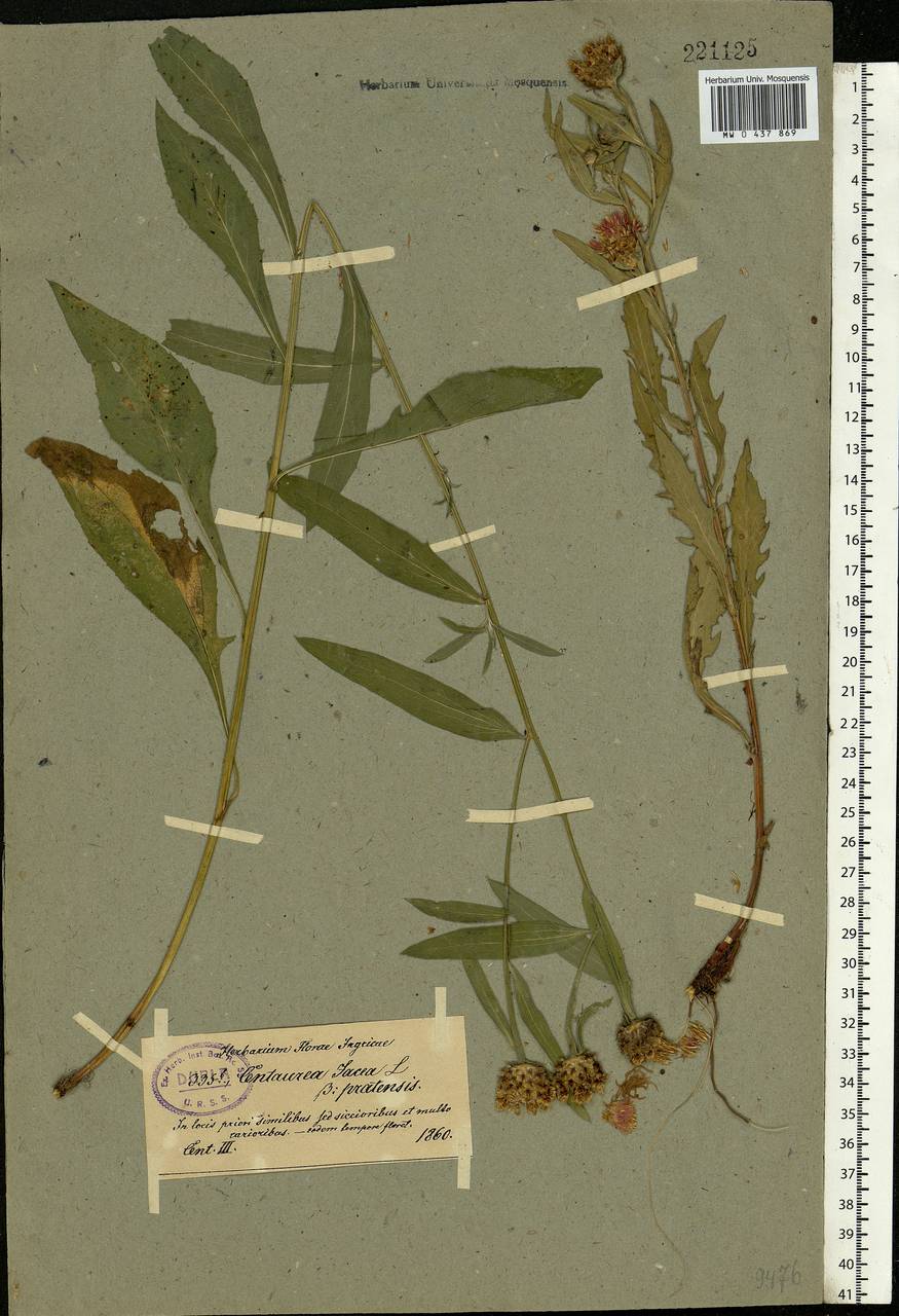 Centaurea jacea L., Eastern Europe, North-Western region (E2) (Russia)