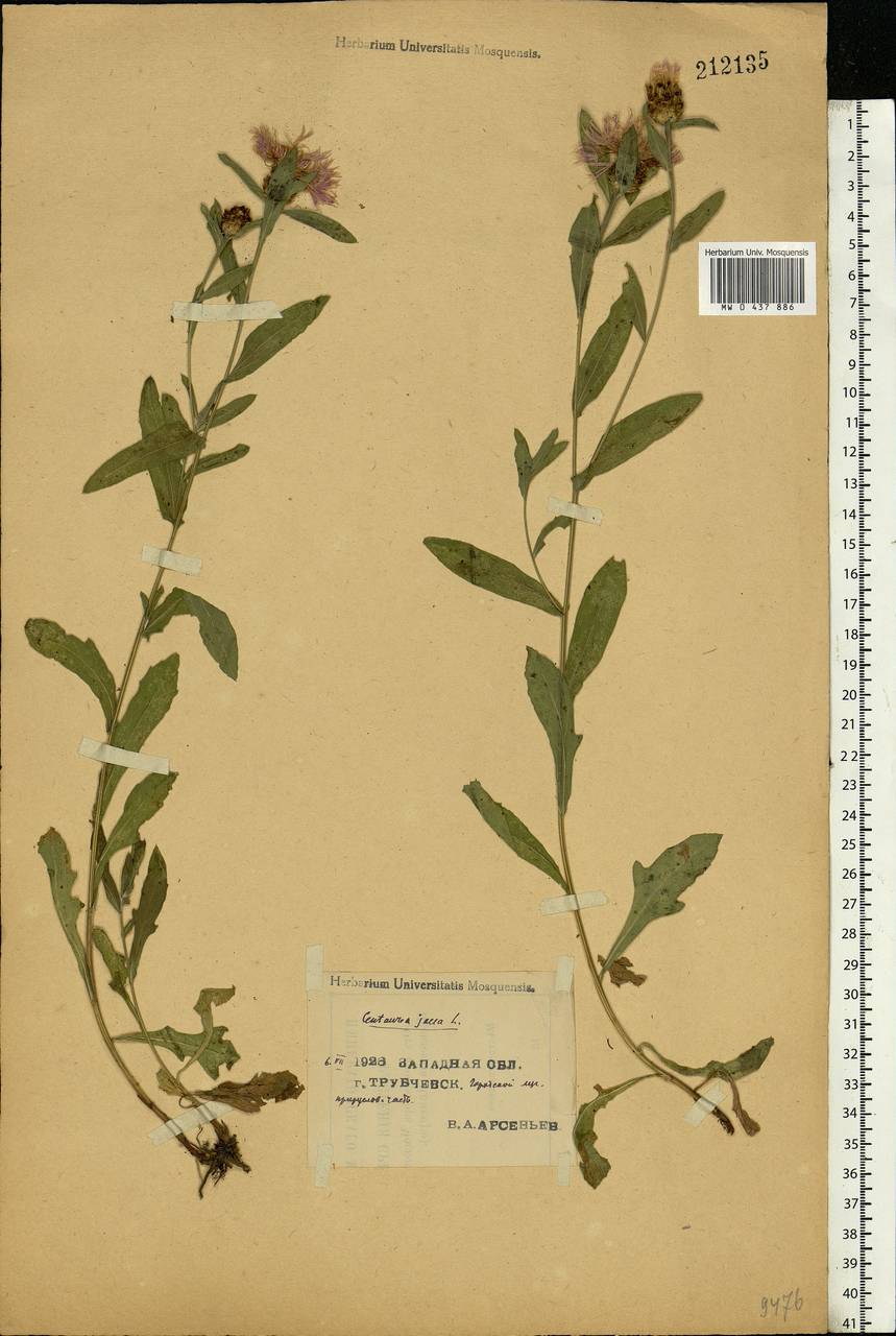 Centaurea jacea L., Eastern Europe, Western region (E3) (Russia)