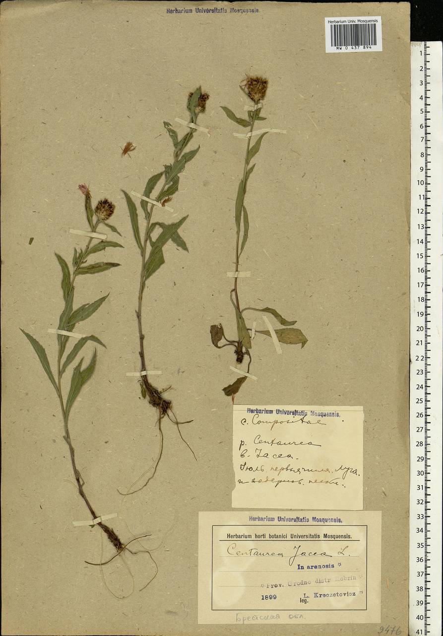 Centaurea jacea L., Eastern Europe, Belarus (E3a) (Belarus)