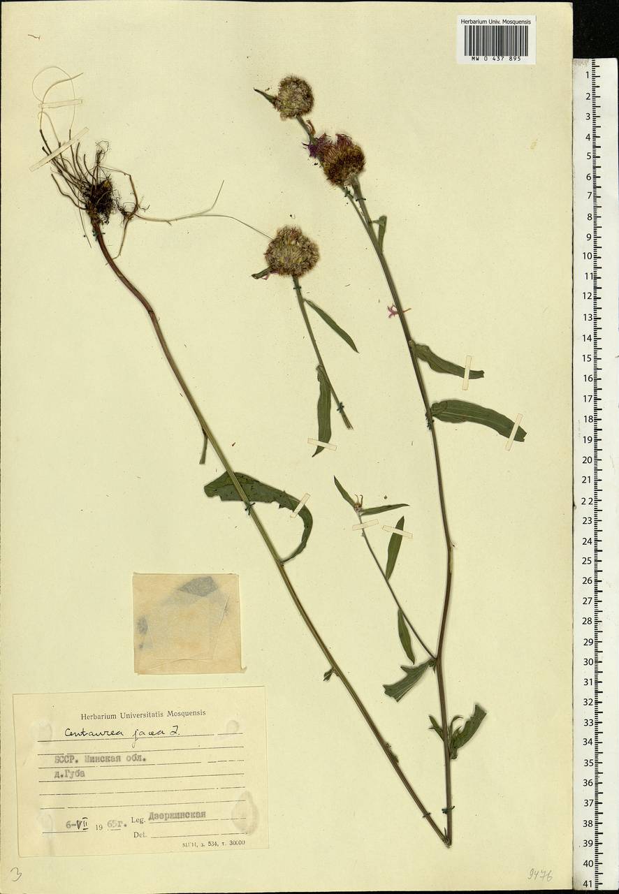 Centaurea jacea L., Eastern Europe, Belarus (E3a) (Belarus)